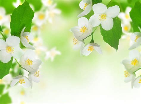 Jasmine Wallpaper Flower Images Hd - 49 Jasmine Wallpaper On ...