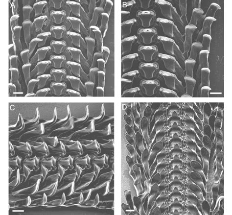 SEM images of the radula of one of the paratypes of Brotia ...