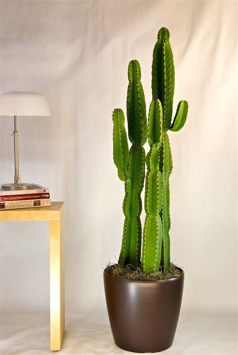 Cactus | Candelabra Tree | Indoor cactus plants, Large indoor plants ...