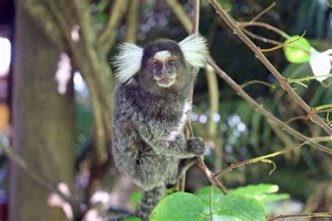 Rare African Rainforest Animals