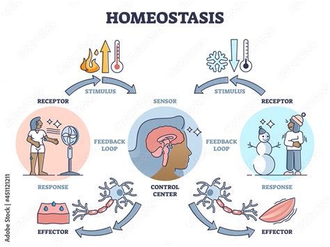 Homeostasis as biological state with temperature regulation outline ...