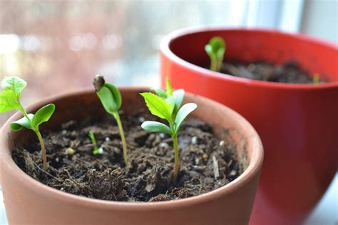 Apple Seed Germination