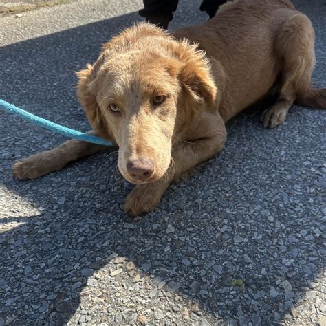 Dog adoption in Bentonville, AR 72712: Retriever Dog "Odessa"