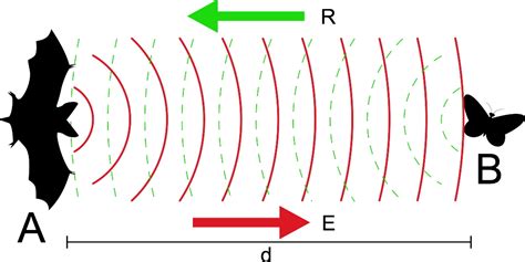 RSR's List of Problems with the Evolution of Echolocation | KGOV.com