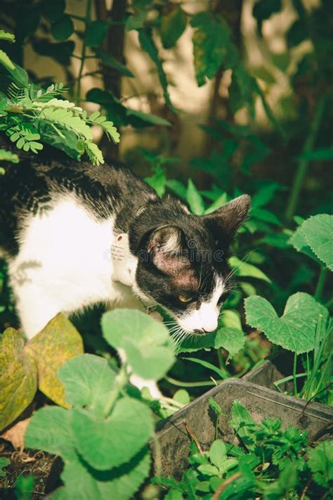 Black and White Cat Walking in the Vegetable Garden Stock Image - Image ...