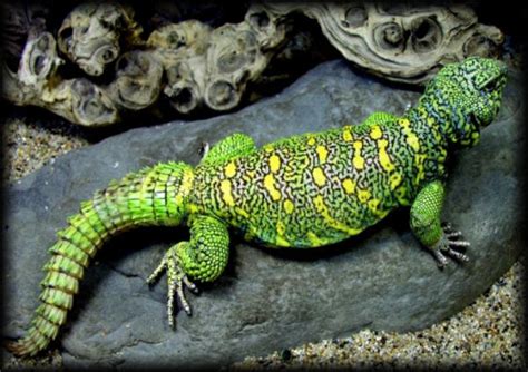 The Uromastyx