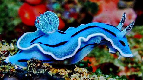 How to Shoot Sea Slugs & Nudibranchs Part I