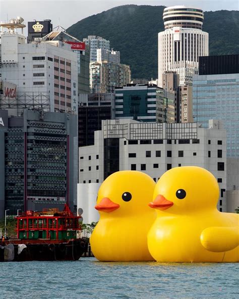 DOUBLE DUCKS｜Rubber Duck Installation Exhibition 2023