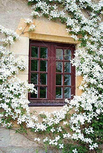 50pcs Bag Rare Climbing Jasmine Flower Seeds White Jasmine Seeds ...