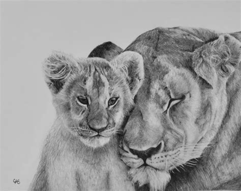 Lioness Drawing, Pencil, Sketch, Colorful, Realistic Art Images ...