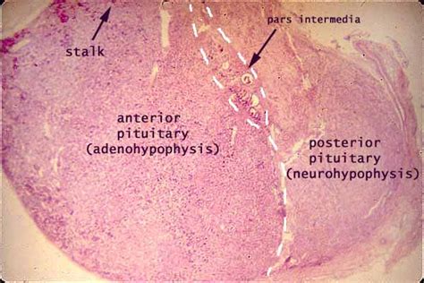 Histology at SIU