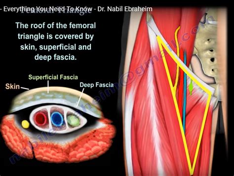 Anatomy Of Femoral Head