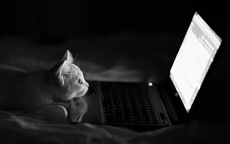 Laptop, kucing, Wallpaper HD | Wallpaperbetter