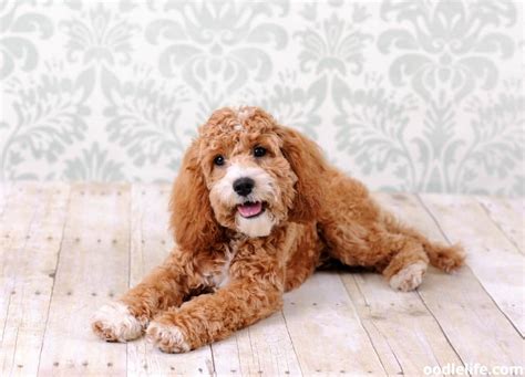 When Is A Cockapoo Full Grown? (with Photos) - Oodle Life