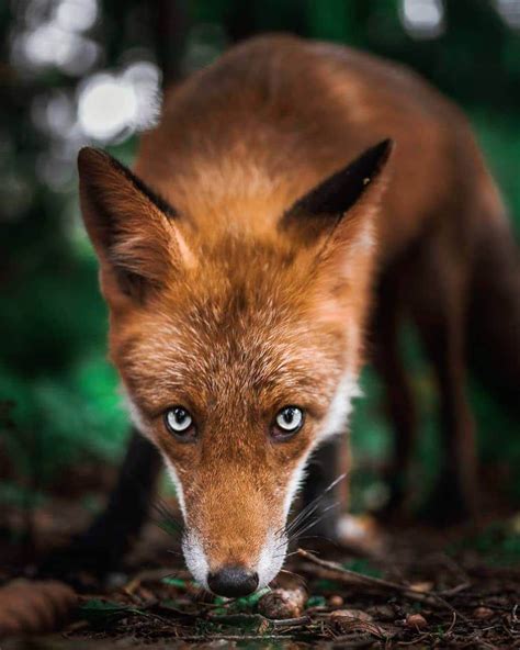 Photographer Captures Enchanting Photos of Finland’s Forest Animals in ...