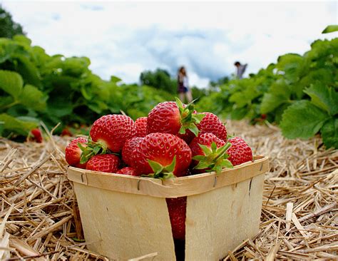 About Strawberry Farms - Hobby Farms