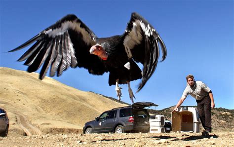 Video camera planted in a nest provides a close-up look at condor ...