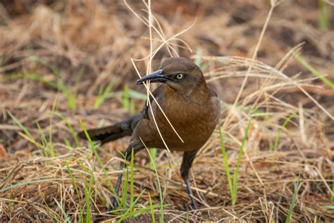 Nesting Material | Great Bird Pics