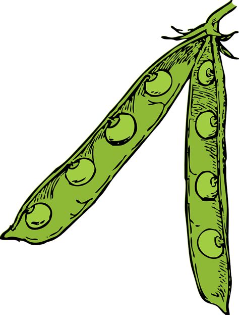 Download Peas, Legumes, Leguminous Plants. Royalty-Free Vector Graphic ...