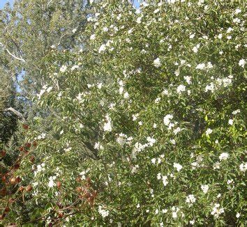 Cordia from multiple nurseries on Plant Lust