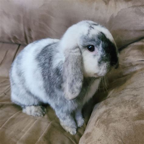 Holland Lop Rabbits | Peppermint Rose Ranch