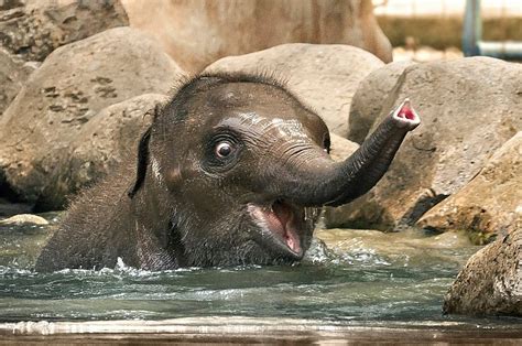 A baby elephant having a bath to help U through your day : r/aww