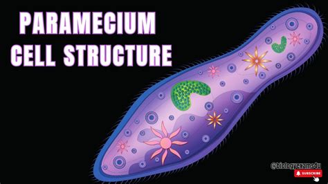 Paramecium Cell Structure and Function || Protist Cell Structure ...