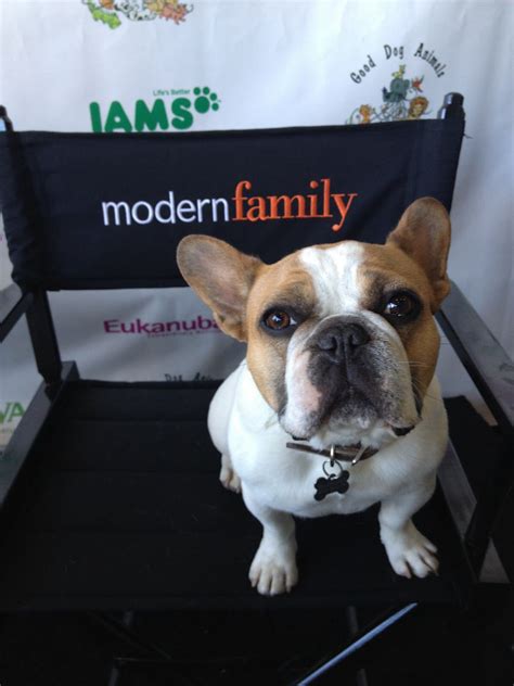 a brown and white dog sitting on top of a black chair next to a sign