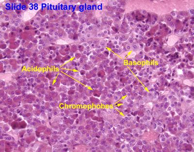 Anatomy, Head and Neck, Pituitary Gland - StatPearls - NCBI Bookshelf