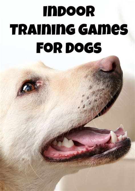 Indoor Training Games Both You and Your Dog Will Love! | Dog training ...