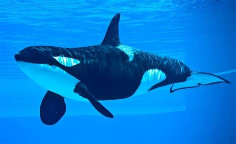 What Do Killer Whales (Orcas) Eat? 16 Animals They Hunt - A-Z Animals