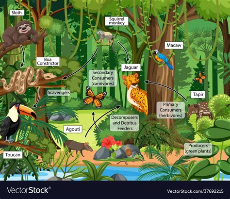 Food chain diagram concept on forest background Vector Image