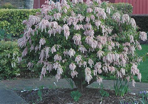 Pieris japonica | Landscape Plants | Oregon State University