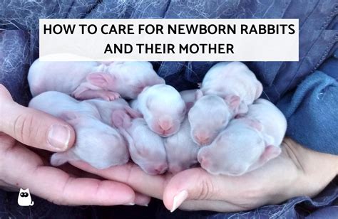 Rabbit Babies