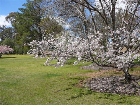 Where in the World are Robert and Cherryl?: Cherry Blossoms at Cowra