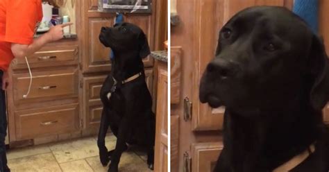 Guilty dog offers adorable apology after making a mess on the floor