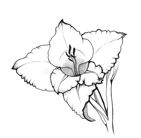 Gladiolus Drawing | Free download on ClipArtMag