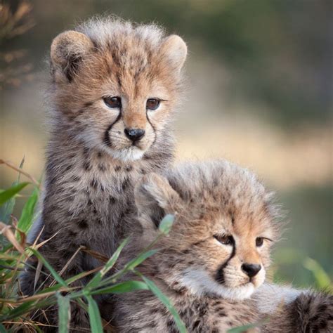 Four Adorable Baby Cheetahs Born in Kuno National Park! | Curious Times