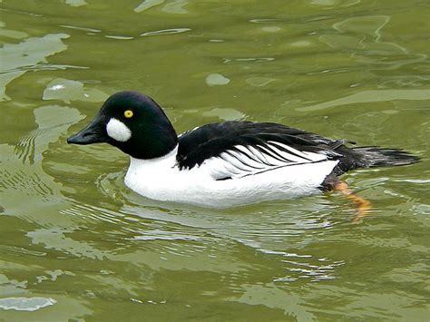 Animal Pictures: Common Goldeneye Duck