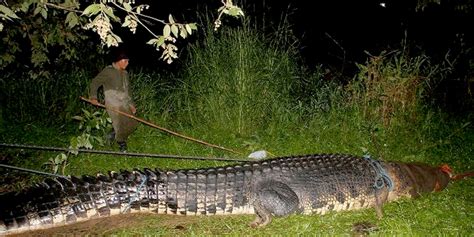 Giant Philippine Crocodile