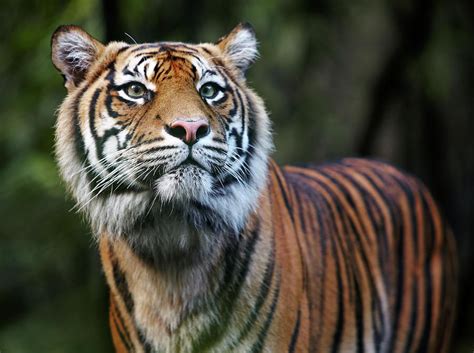 Sumatran Tiger by Allan Baxter | Sumatran tiger, Tiger habitat, Wild ...