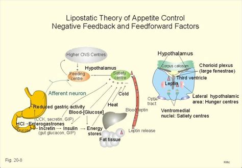 A schematic overview of the regulation of food intake. The hypothalamic ...