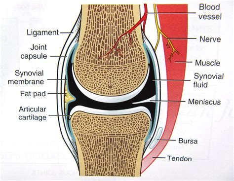 Synovial membrane; Synovium