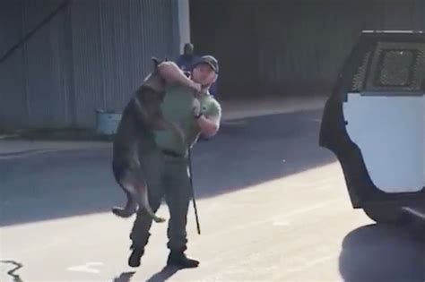 North Carolina cop slams K-9 into SUV, disturbing video shows