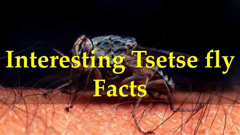 Interesting Tsetse fly Facts - YouTube