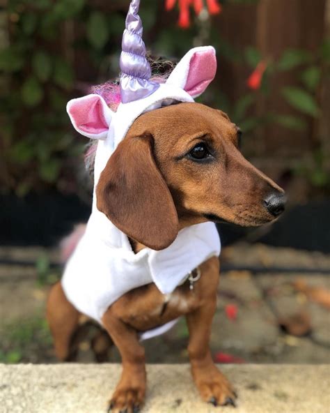 Dachshund Dog Halloween Costumes|Dog Halloween Costumes|Halloween ...