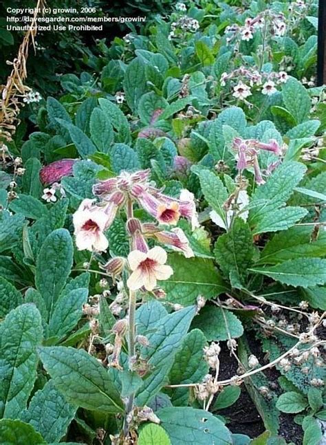 PlantFiles Pictures: Rehmannia Species, Chinese Foxglove (Rehmannia ...