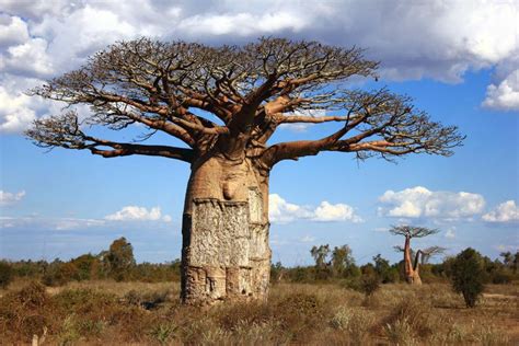 The savannah - Madagascar