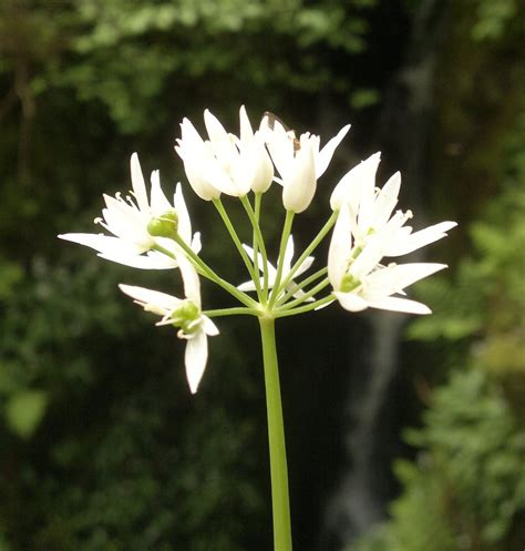 wild garlic flower – Galloway Wild Foods