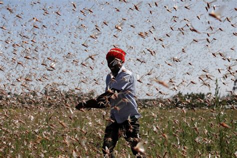 What’s bugging you? Farmers make animal feed from locust plague | Daily ...